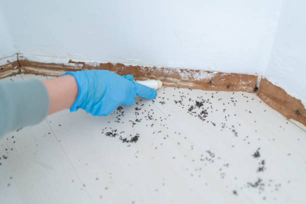 Best Bed Bug Extermination  in Erie, IL