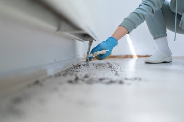 Best Wasp Removal Services  in Erie, IL